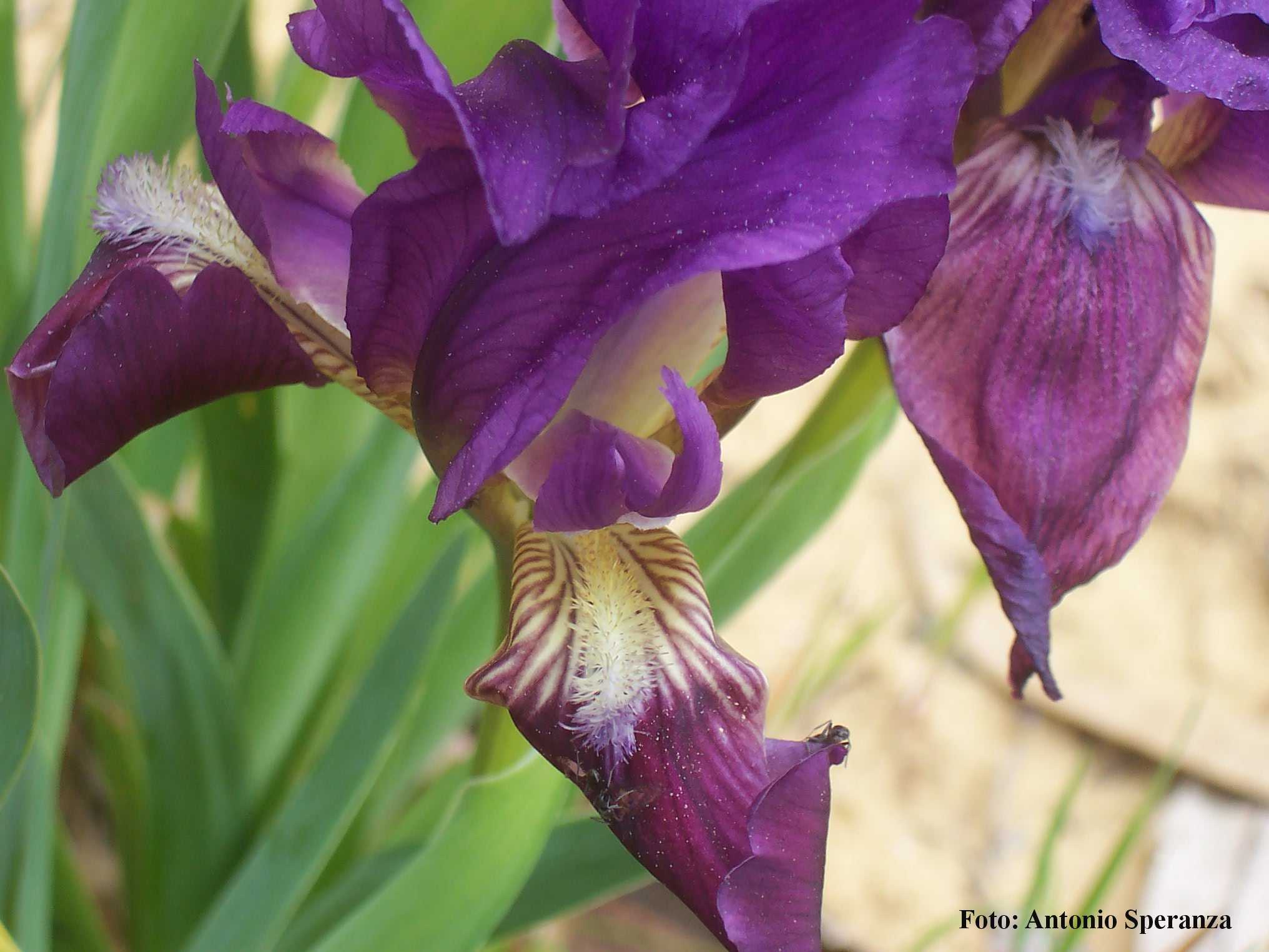 Iris pseudopumila / Giaggiolo siciliano
